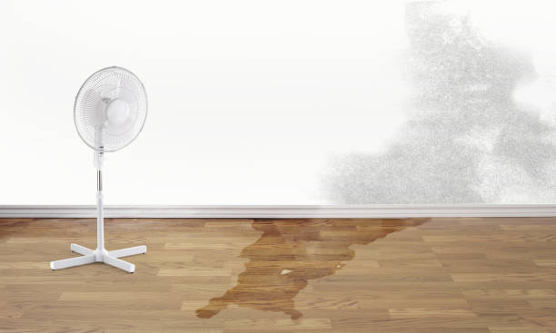 Best 24/7 water damage repair  in Mineola, NY
